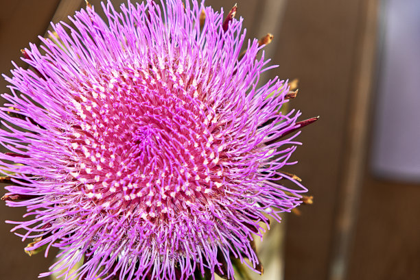 artichoke