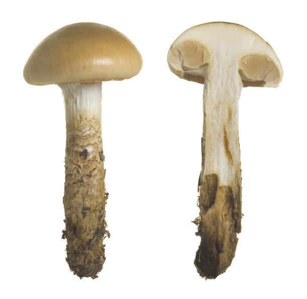 cortinarius