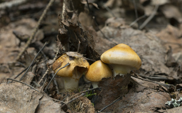 cortinarius