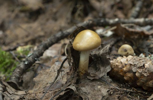 cortinarius