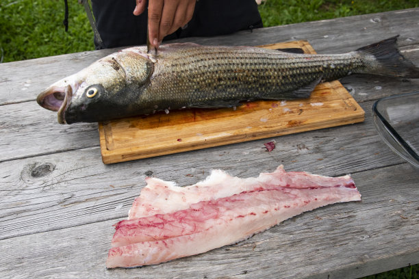 rockfish