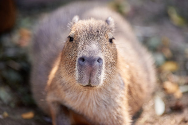 capybara