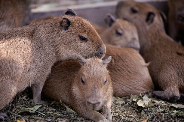 capybara