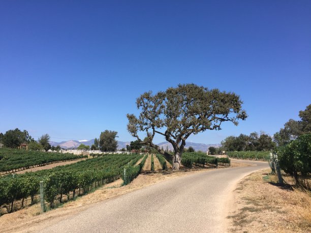 solvang