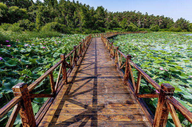 boardwalk