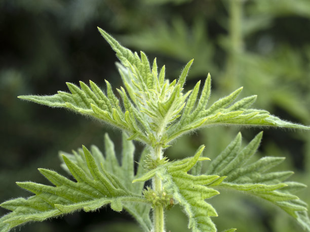 nettles