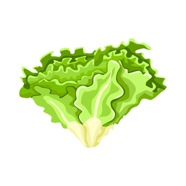 lactuca