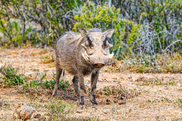 phacochoerus