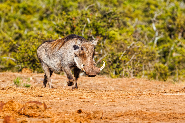 phacochoerus