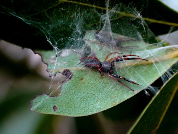 arachnid