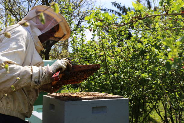 beekeeper