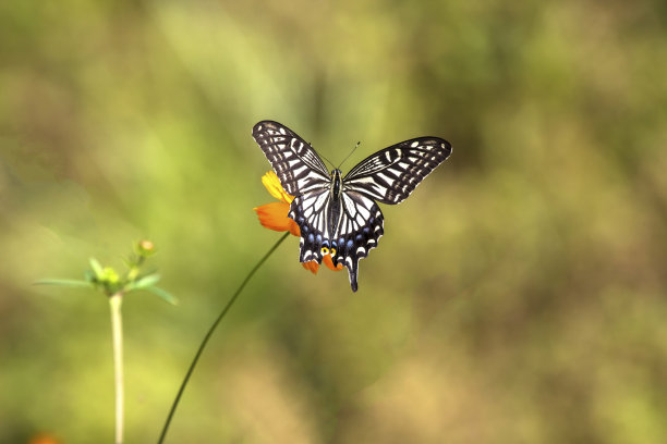 danaus