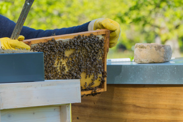 beekeeper