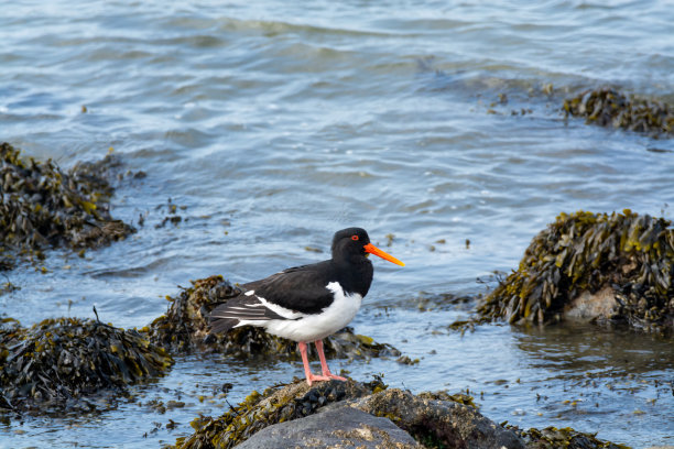 haematopus