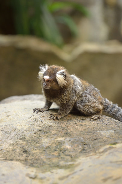 marmosets