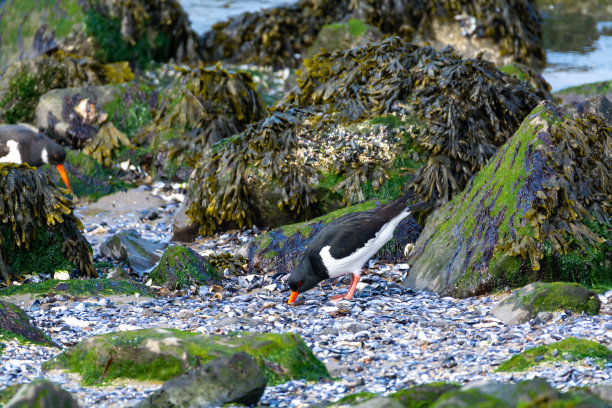 haematopus
