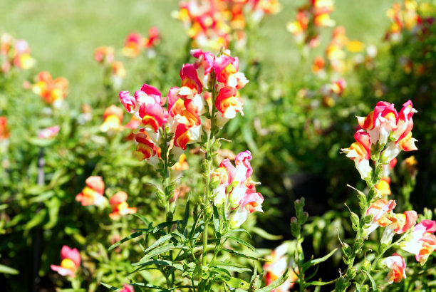snapdragon