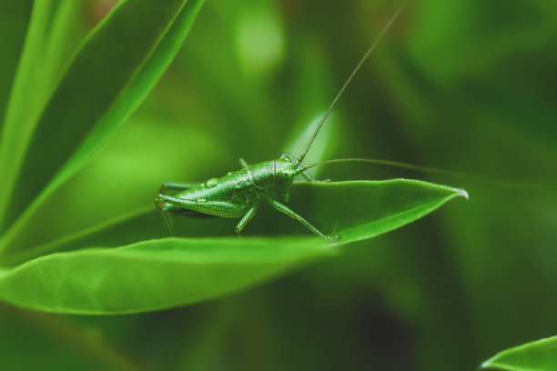 katydid
