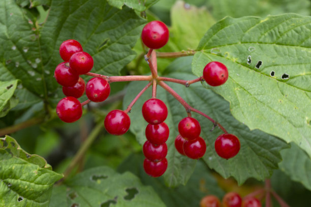 viburnum