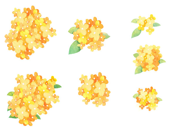 fragrans