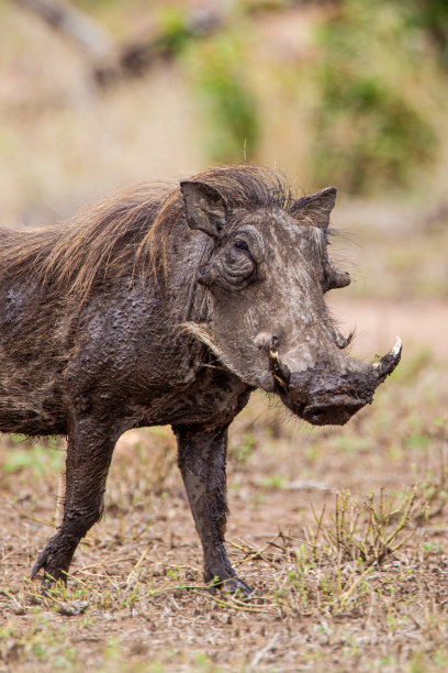 phacochoerus