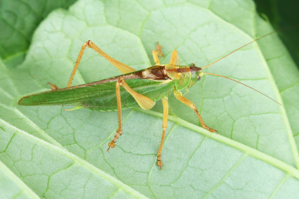katydid