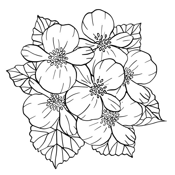 begonia