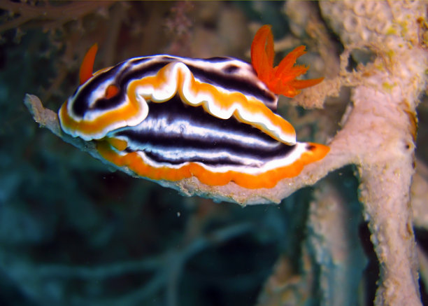 mollusk