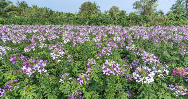 cleome