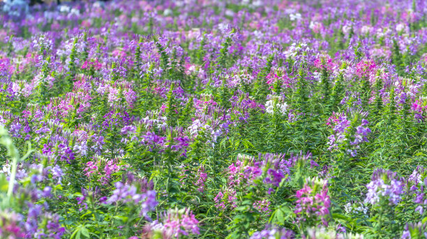 cleome