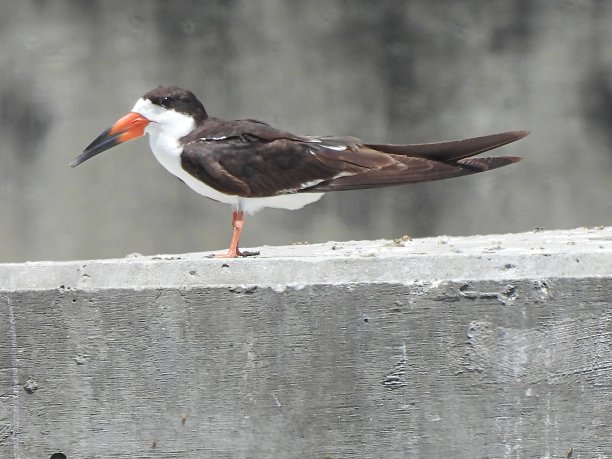 skimmer