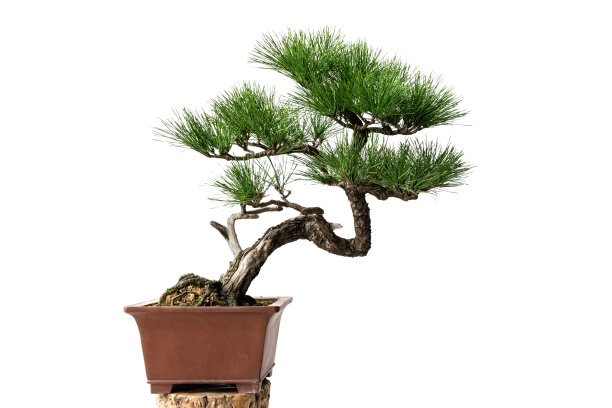 bonsai
