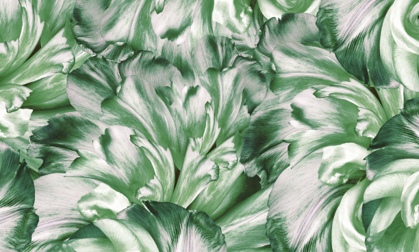 美,水平画幅,郁金香