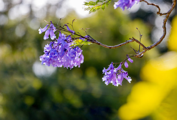 银杏林,紫色小花