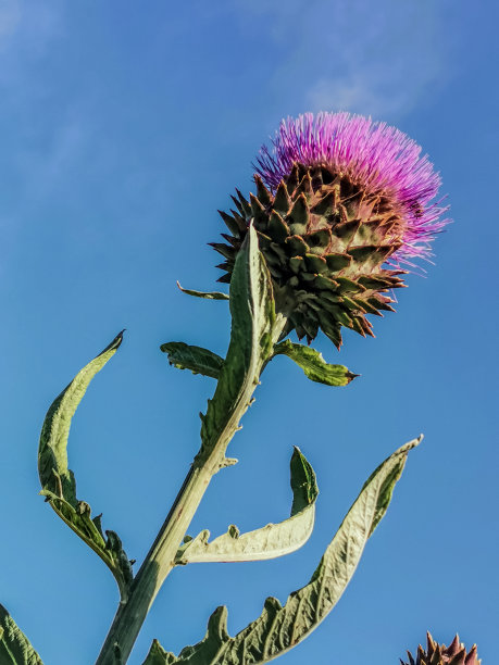 artichoke
