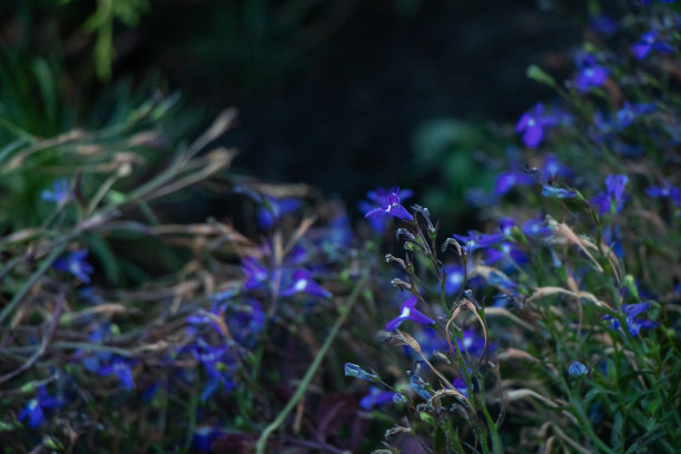 lobelia