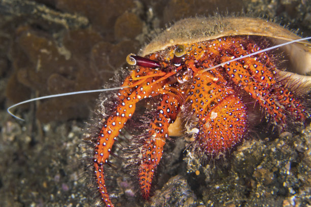 crustacean