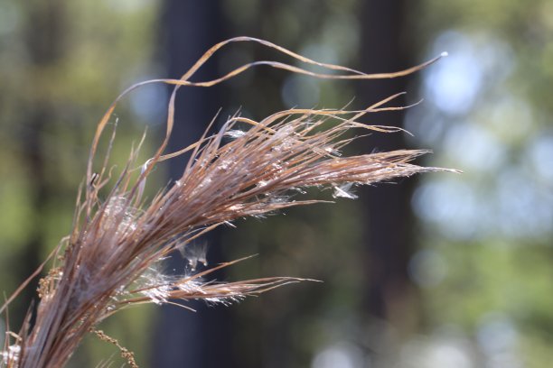 wispy