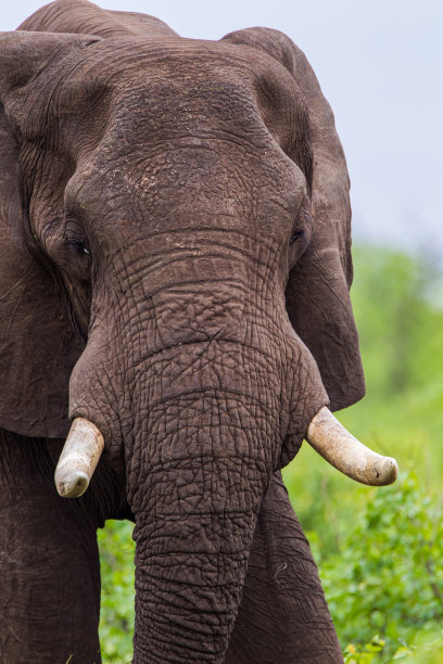 pachyderm