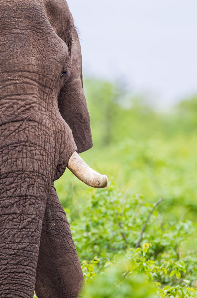 pachyderm