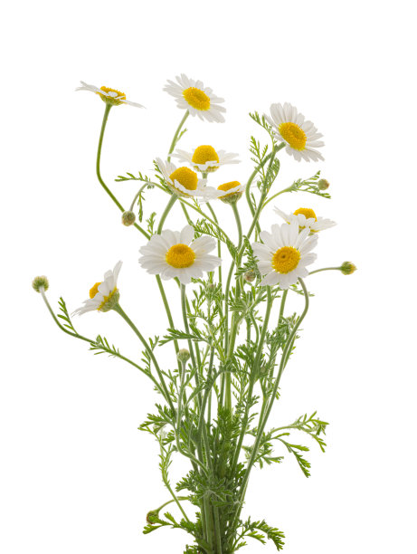 camomiles