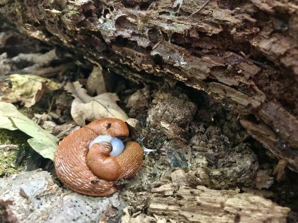 gastropod