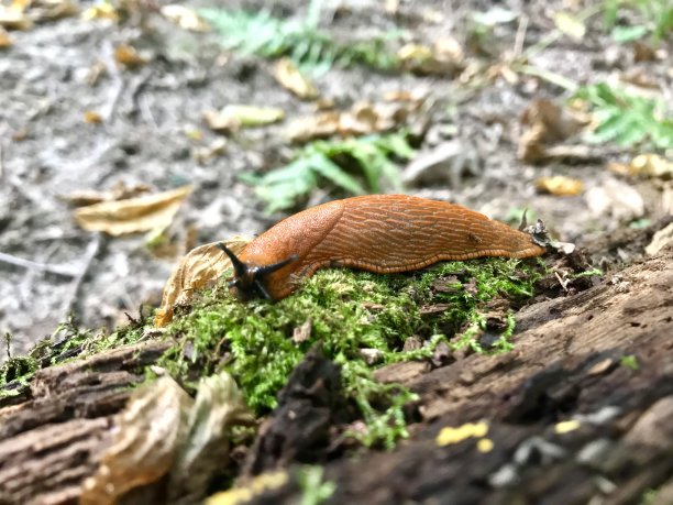gastropod