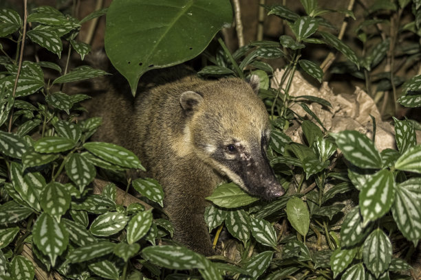 coatimundi