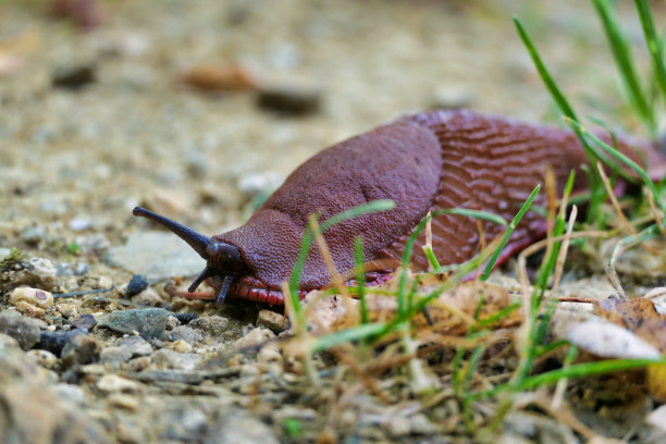 gastropod