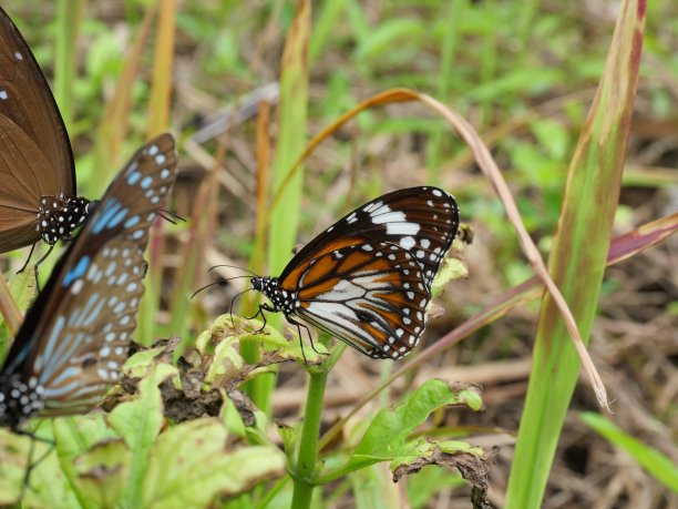 danaus