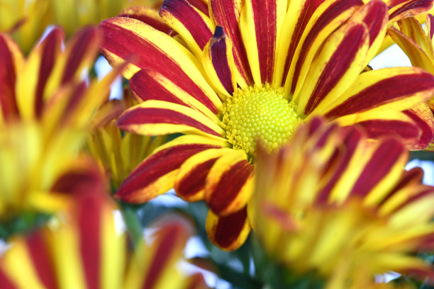 gazania