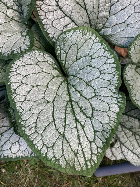 brunnera