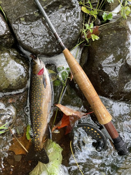 salvelinus