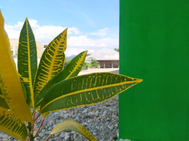 codiaeum